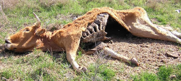 Animal Carcass Removal