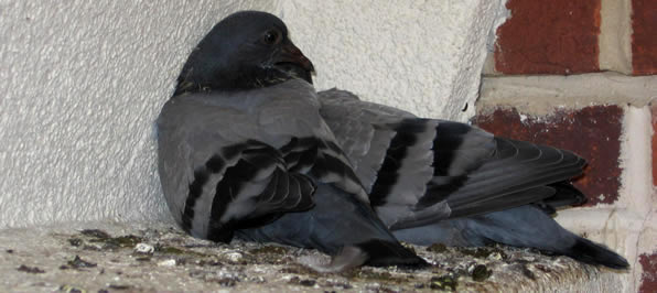 Pigeon / Bird guano Cleanup