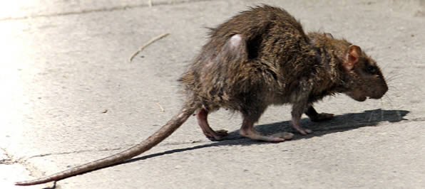 Rat, Mouse & Vermin Control